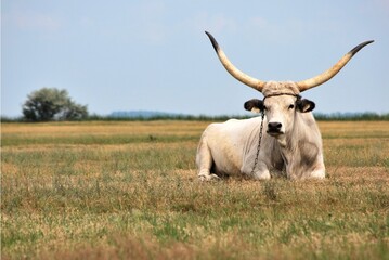 A long horned cattle sitting in the pasture.