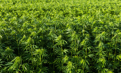 Field of canabis or marihuana weed