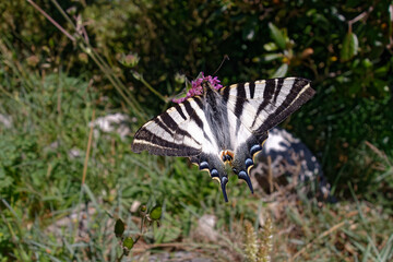Southern scarce swallowtail (Iphiclides feisthamelii)