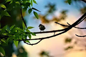 Sparrow sitting on the tree branch