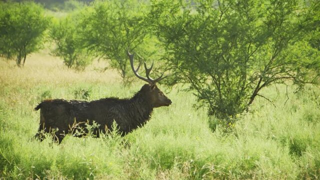 Elk Walking Away