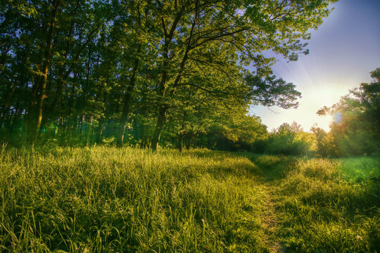 Summer forest in sunset light