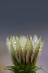 A white flower blooms early in the morning. Macro photo. Drops of dew on the flower petals. White flower at dawn. White petals. Drop-down bud. Raindrops on a flower. Bokeh