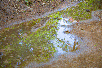 A tree against a blue sky is reflected in a puddle in the city park