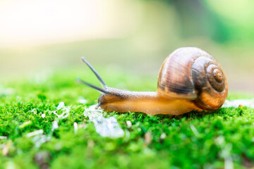 snail and moss