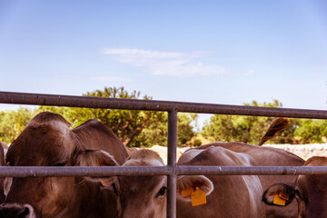 Vacas de producción de leche en establecimiento rural en Italia