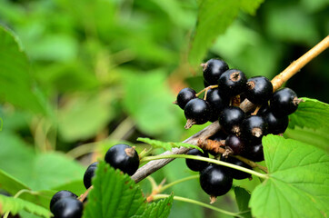 fresh ripe black currants on a branch