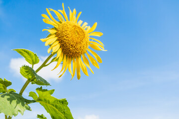 Sunflower or a yellow flower with blue sky sunny bright  day and a little cloudy sky