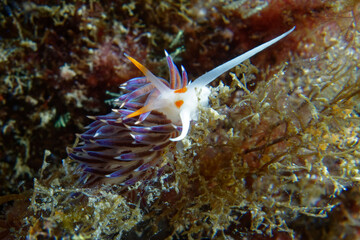 Hervia (Cratena peregrina) in Mediterranean Sea