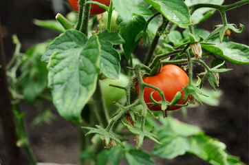 red ripe fresh tomato on a bush in a greenhouse