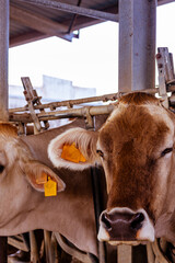 Vacas de producción de leche en establecimiento rural en Italia