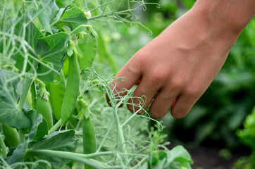 Baby's hand plucks ripe pea pod in vegetable garden