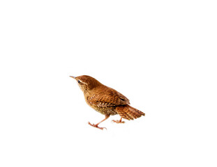European wren (Troglodytes troglodytes) is one of smallest birds in Europe (second only to...