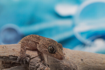 A closeup macro photograph of a common house Gecko resting on a branch with a colorful background