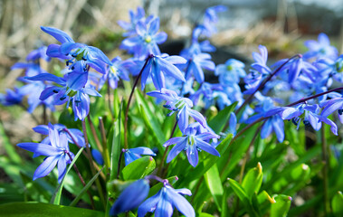 Scilla siberica spring flowers in forest. First flowers stand out against background of still gray...