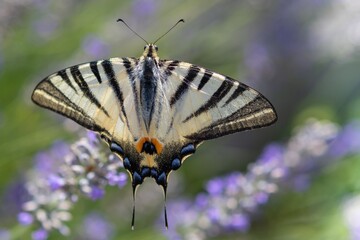 Podalirio - Iphiclides Podalirius