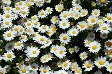 Blooming chamomile field. A lot of white summer flowers on a green background.
