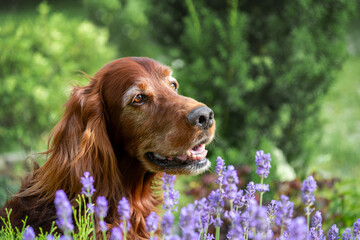 Portrait of an elderly Irish setter against a background of lavender