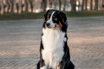 Portrait of Australian shepherd outdoors