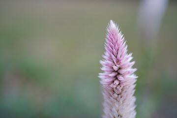 Celosia Flamingo Feather. Pink and white feather like plant. Space for text at the left.