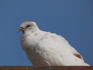 White pigeon on the roof under blue sky