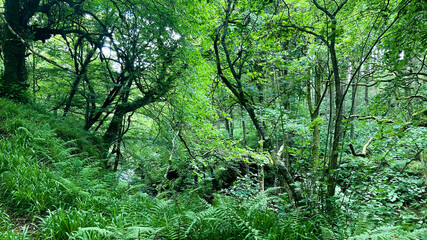 green grass in the forest