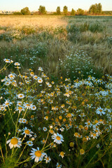 Flowers in the fields of golden rye in the rays of the setting sun