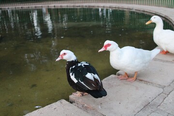 patos