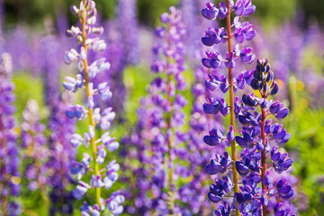 Closeup photo of lupines flowers (Lupinus L.) on the meadow. Selective focus