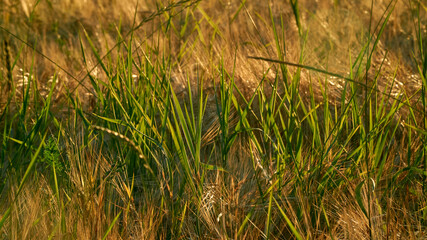 Golden ears of rye in the rays of the setting sun on the fields in the Voronezh region