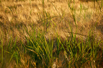 Golden ears of rye in the rays of the setting sun on the fields in the Voronezh region