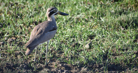 a bird on grass