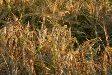 Golden ears of rye in the rays of the setting sun on the fields in the Voronezh region