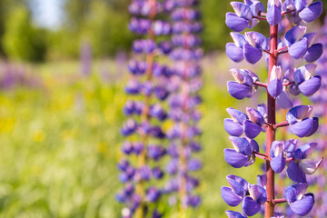 Obraz premium Closeup photo of lupines flowers (Lupinus L.) on the meadow. Selective focus