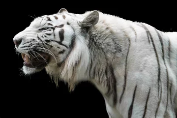 Foto auf Acrylglas Antireflex white tiger in the wild side view black background © Alextype