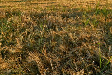 Golden ears of rye in the rays of the setting sun on the fields in the Voronezh region