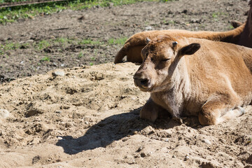 Fototapeta premium Bison calves are basking in the midday sun on the sand in the nursery. Copy space