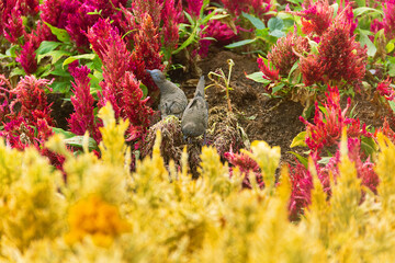 Barred ground dove (zebra-dove, Geopelia striata) flock feeds on seeds among the thickets of...