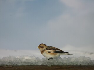 Snow bunting (Plectrophenax nivalis) - passerine bird on the snow, Vatnajökull National Park, Iceland