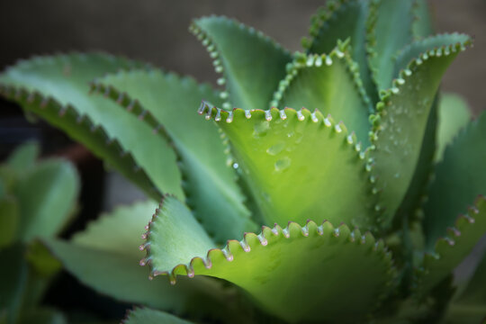 The specific toxin in these plants is bufadienolide cardiac clycosides, which causes cardiac arrest in those that consume enough of it