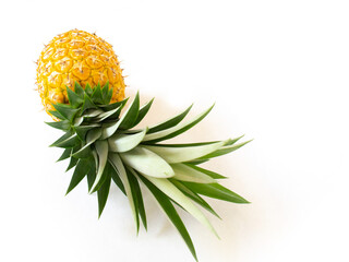 Fresh, yellow, ripe pineapple fruit with green leaves isolated on a white background. Healthy tropical fruit for smoothies and cooking. Freshly picked pineapple fruit with green leaves.