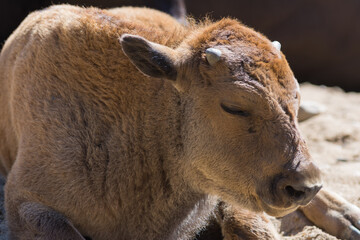 Fototapeta premium Baby calf of European bison close up. Calf is sweely sleeping under the midday sun on the sand in the nursery.