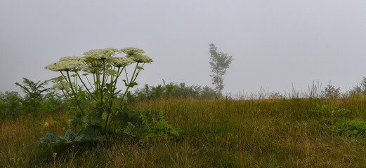  flowers in the fields among the fogs