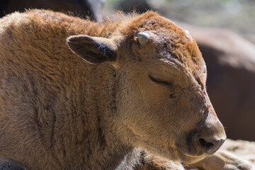 Fototapeta premium Baby calf of European bison close up. Calf is sweely sleeping under the midday sun on the sand in the nursery.
