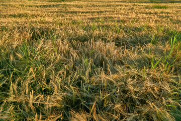 Golden ears of rye in the rays of the setting sun on the fields in the Voronezh region