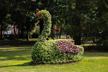 łabędź w parku, naturalny kwiatostan © Marek