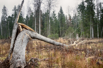 Forestry, bionomics. Windthrow and snag. Old reproductive aspens were left in this clearing, but...