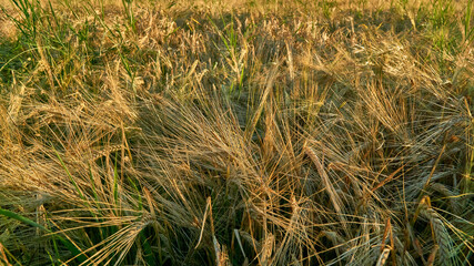 Golden ears of rye in the rays of the setting sun on the fields in the Voronezh region