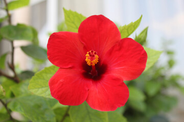 Fototapeta premium Hibiscus de Tunisie