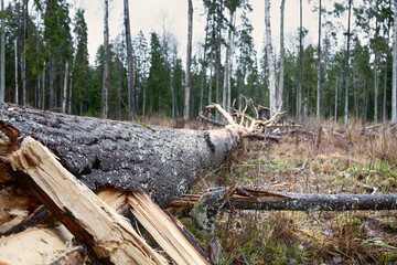 Forestry, bionomics. Windthrow and snag. Old reproductive aspens were left in this clearing, but...